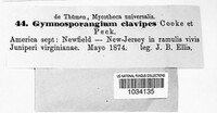 Gymnosporangium clavipes image